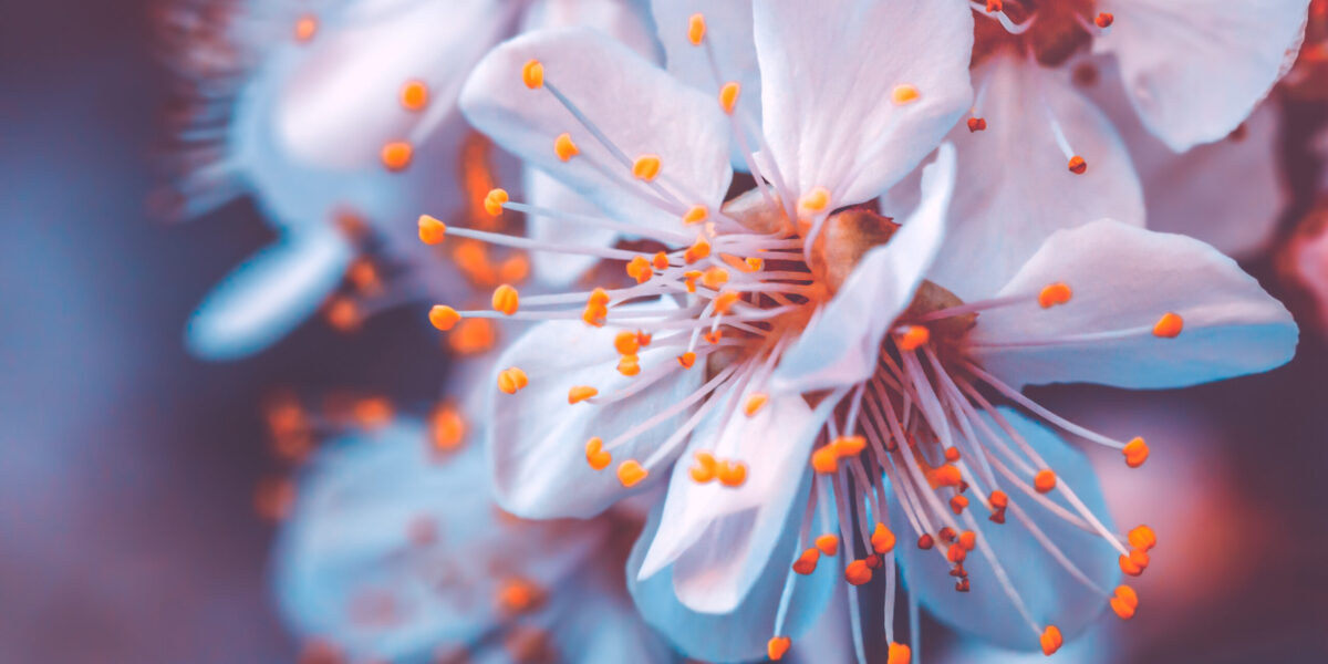Cherry trees stolen