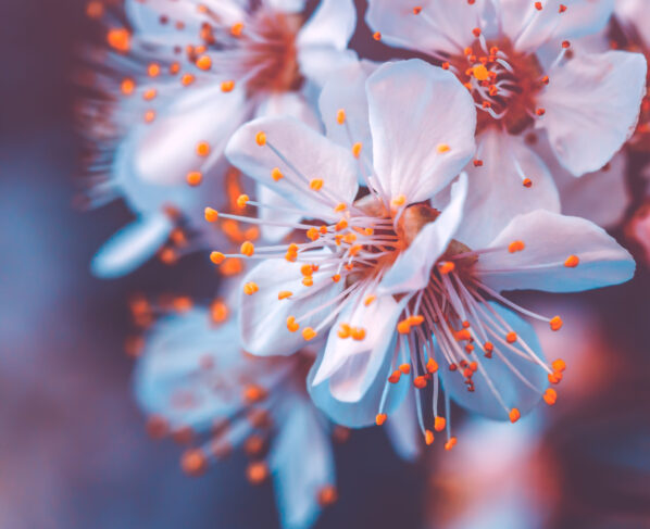 Cherry trees stolen