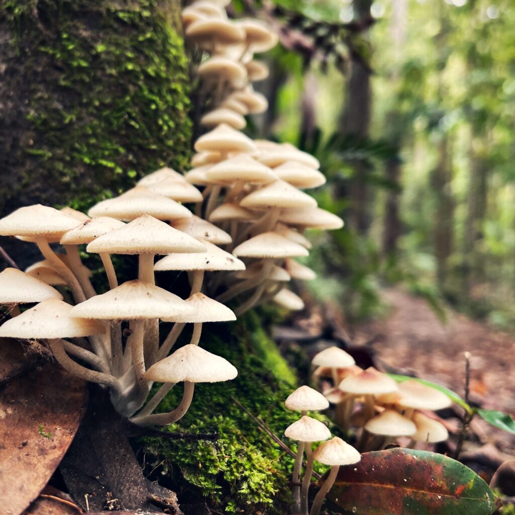 Do mushrooms have superpowers Here's what the science says
